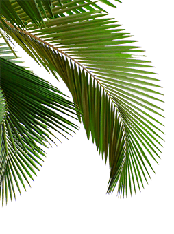 hojas de palmera
